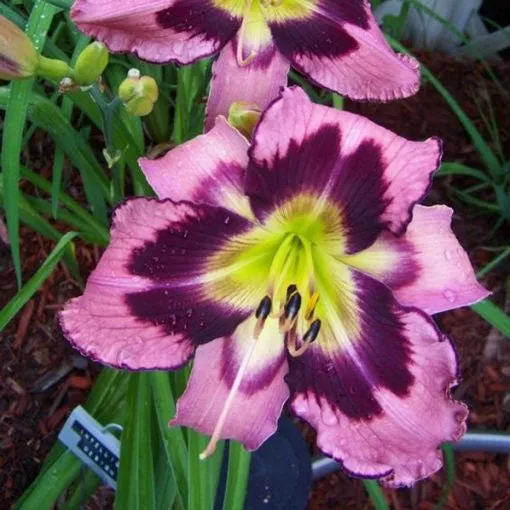 Daylily Hybrid Flowers Seeds, Hemerocallis Hybrid