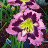 Daylily Hybrid Flowers Seeds, Hemerocallis Hybrid