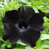 Black Petunia Seeds