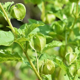 Physalis alkekengi,Strawberry groundcherry,Winter Ground Cherry - Chinese Lantern Seeds