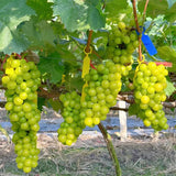 Semillas del árbol de moscatel Shine: uva Sunshine Rose (se puede plantar en macetas)
