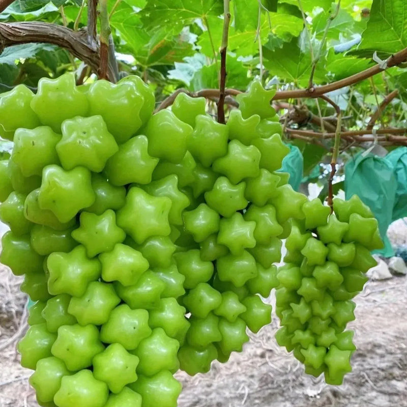 Venta caliente de semillas de uva estrella de una raza rara y hermosa