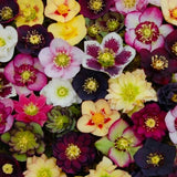 Colección Hellebore de Carnaval - Rosa de Navidad