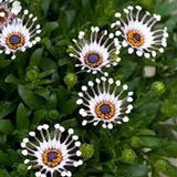 Semillas mixtas de osteospermum, margarita araña y margaritas (raras)