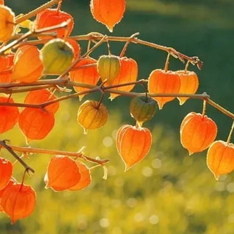 Semillas de cereza de linterna Cereza de tierra de invierno-Cereza de tierra de fresa