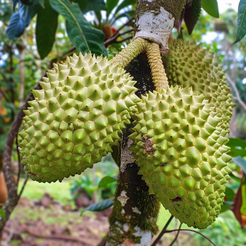 Semillas de guanábana gigante para plantar, Annona muricata, Graviola, Guyabano, Sirsak, un sabroso árbol frutal nativo tropical