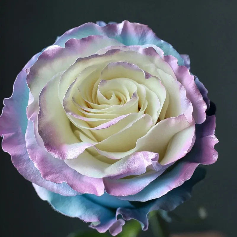 Rare Rose - Fairy Tale