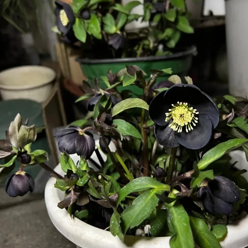 Rosa navideña-Eléboro negro