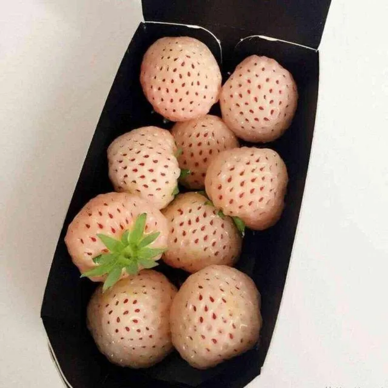Rare Milk Strawberry Seeds