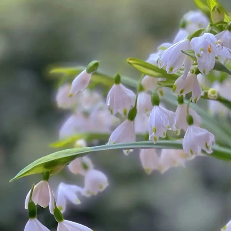 Copo de nieve de verano PureBeauty, nuevos comienzos