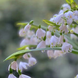 Copo de nieve de verano PureBeauty, nuevos comienzos