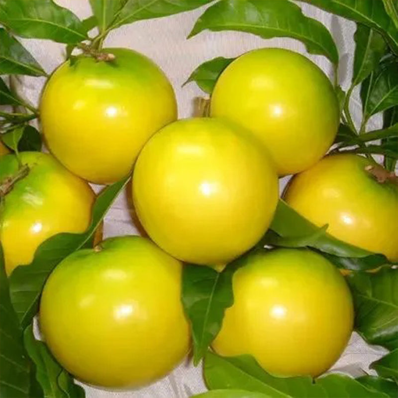 Golden Fruit Seeds Abiu Fruit Pouteria Caimito – Haiyiplants