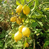 Semillas de limón perfumado con alta tasa de germinación: floración y frutos durante todo el año