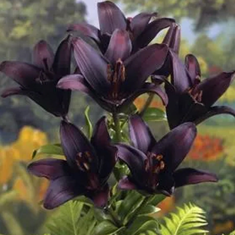 Black Lily: A Proud Black Flower