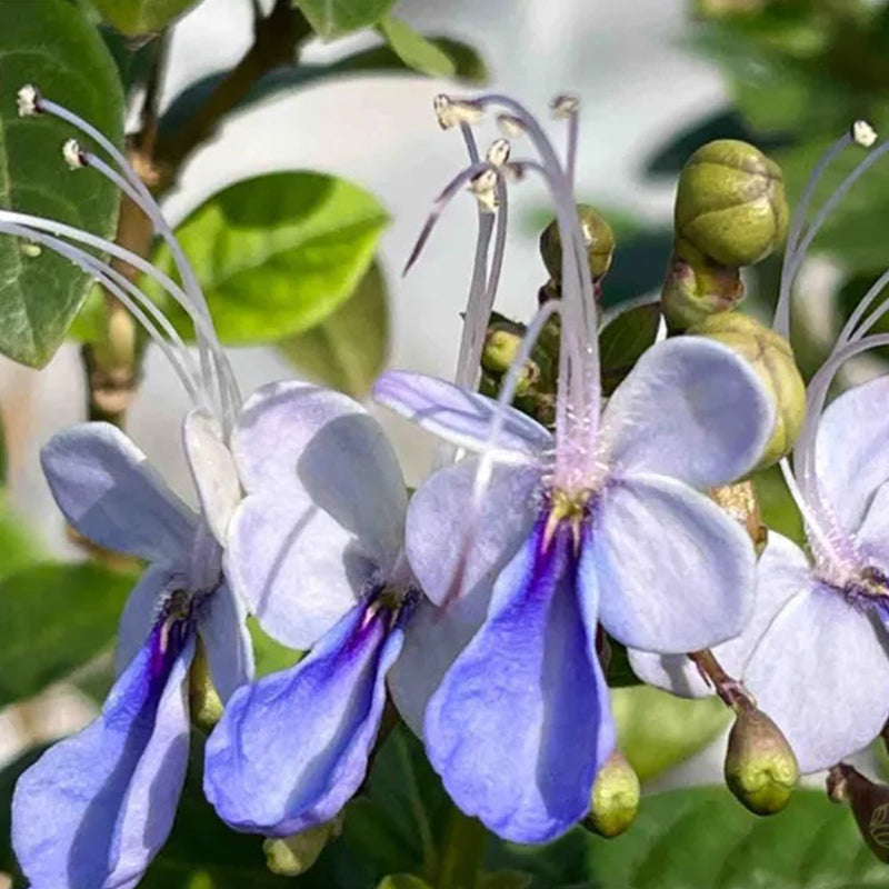 Blue Butterfly Flower Seeds