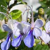 Blue Butterfly Flower Seeds