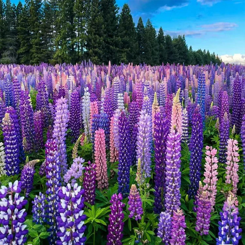 Mixed color Lupine Seeds