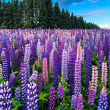 Mixed color Lupine Seeds