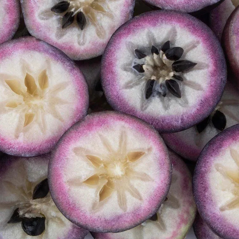 Semillas de fruto de leche: caimito, Chrysophyllum cainito