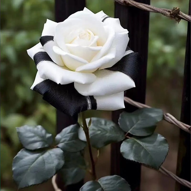 Rosas gemelas blancas y negras raras