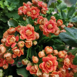Semillas de flores de longevidad Golden Fox