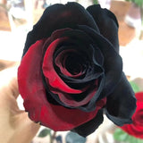 Carmen Rose - Twin Red Black Rose Seeds