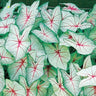 Coleus Bonsai Flower Leaf Plants Rainbow Dragon Seeds