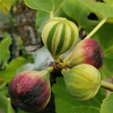 Rainbow Figs Seeds higher quality
