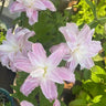 Lily Seeds