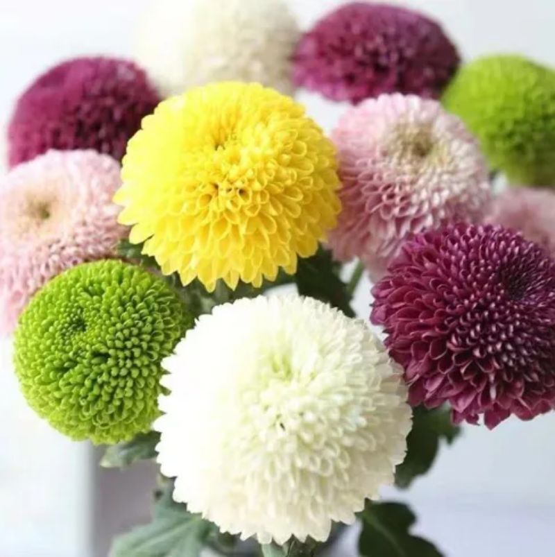 Colorful Ping Pong Chrysanthemum Seeds