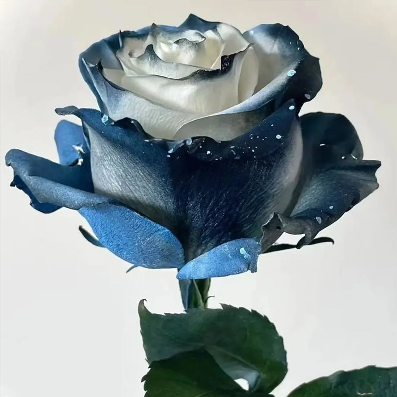 Rosa Galaxia Estrellada - Rosa Rara