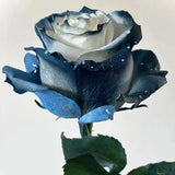 Rosa Galaxia Estrellada - Rosa Rara