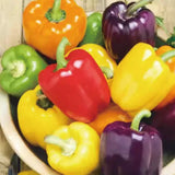 Colorful Sweet Pepper Seeds Organic