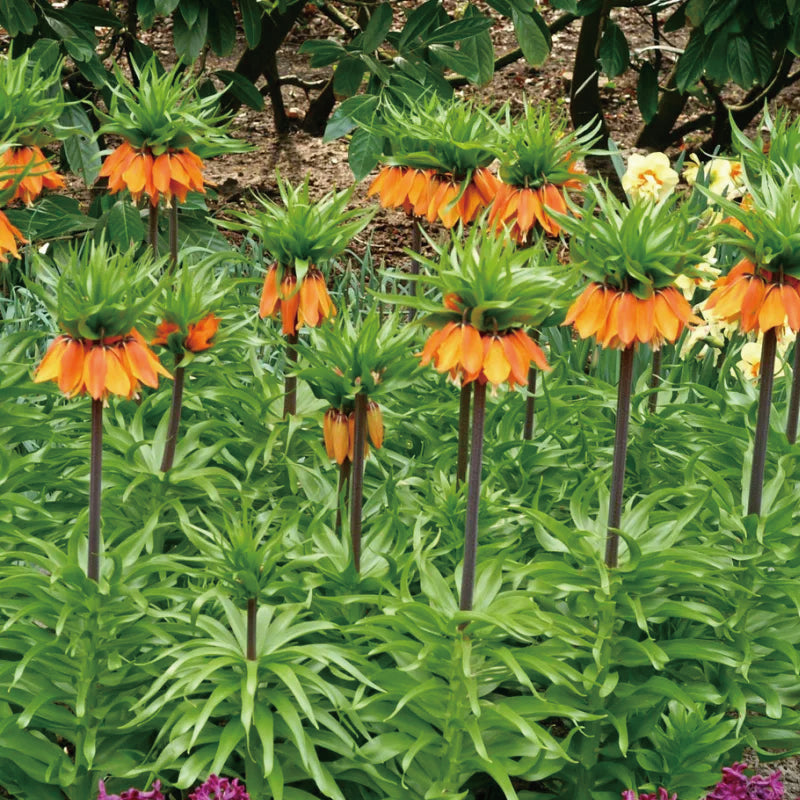 Fritillaria Corona Imperial Aurora