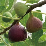 Fig Tree Seeds (Ficus carica), Sweet Fruit Shrub