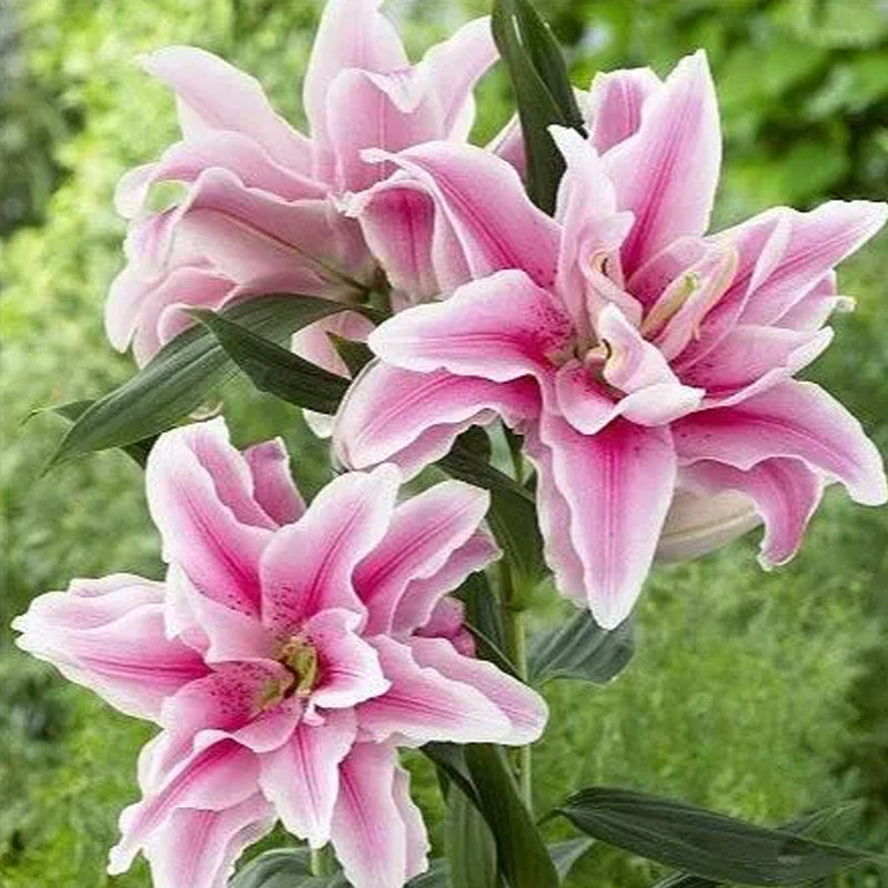 Bulbos de lirio perfumados orientales