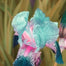 Multi-Varieties Iris Fall Planting