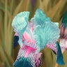 Multi-Varieties Iris Fall Planting