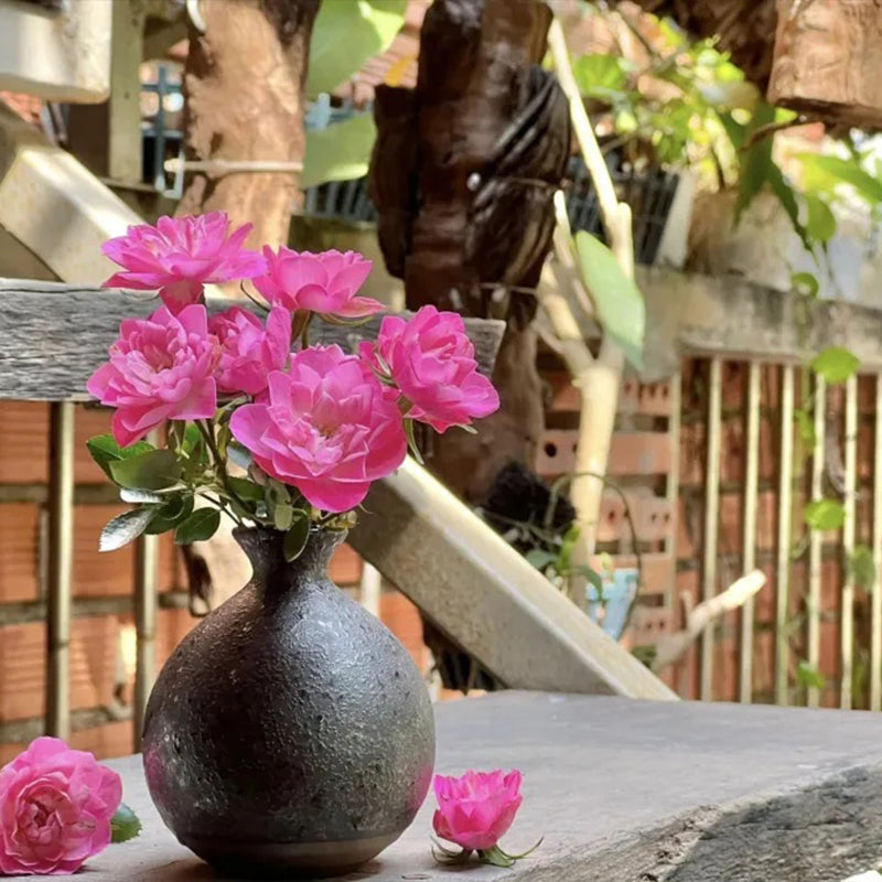 Semillas de rosa de loto estrella: florecen todo el año y traen buena fortuna de forma continua