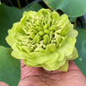 Bonsai Double Lotus Seeds-Pure Heart