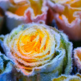 Semillas de rosa Rainbow Frost: ¡agregue un toque de magia helada a su jardín!