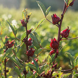 Semillas de flor de hibisco y roselle