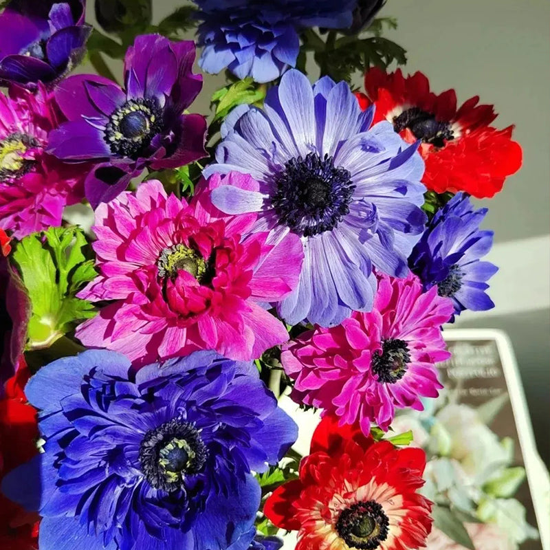 Double Anemone Seeds — Add Resilient Elegance to Your Garden!