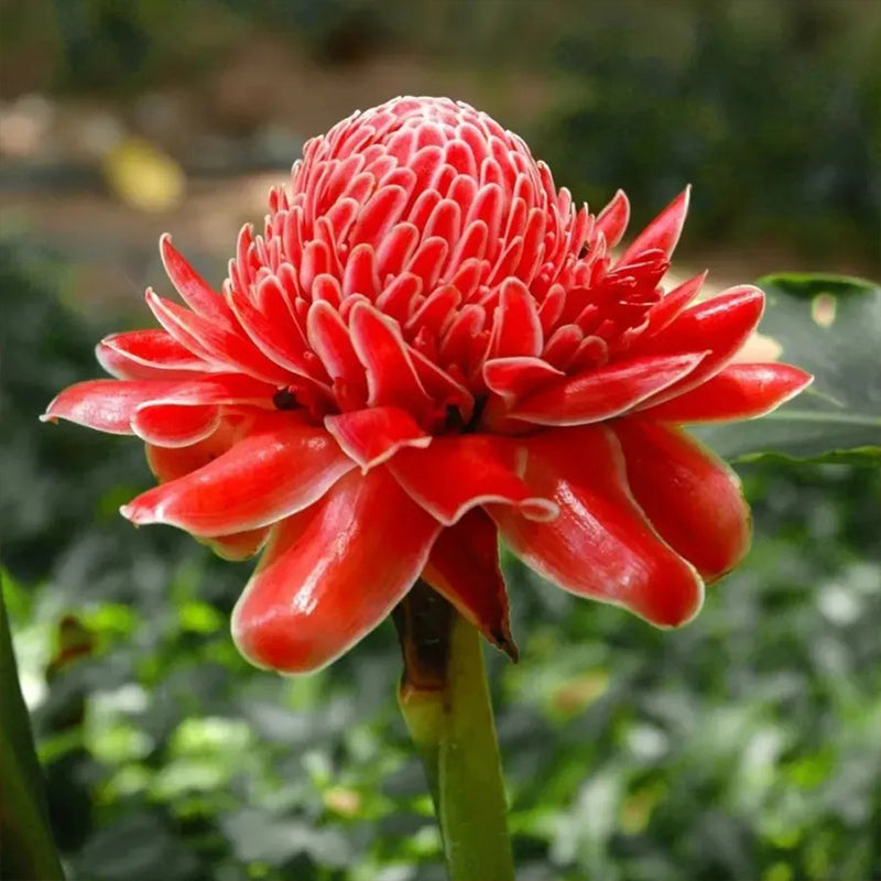 Semillas de rosa de porcelana - Etlingera elatior - Torch Ginger