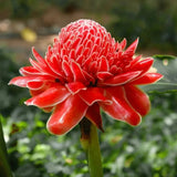 Semillas de rosa de porcelana - Etlingera elatior - Torch Ginger