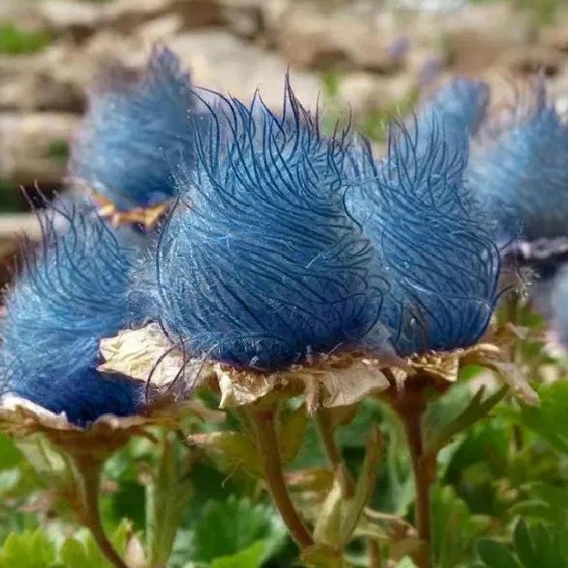 Flor de humo de pradera azul
