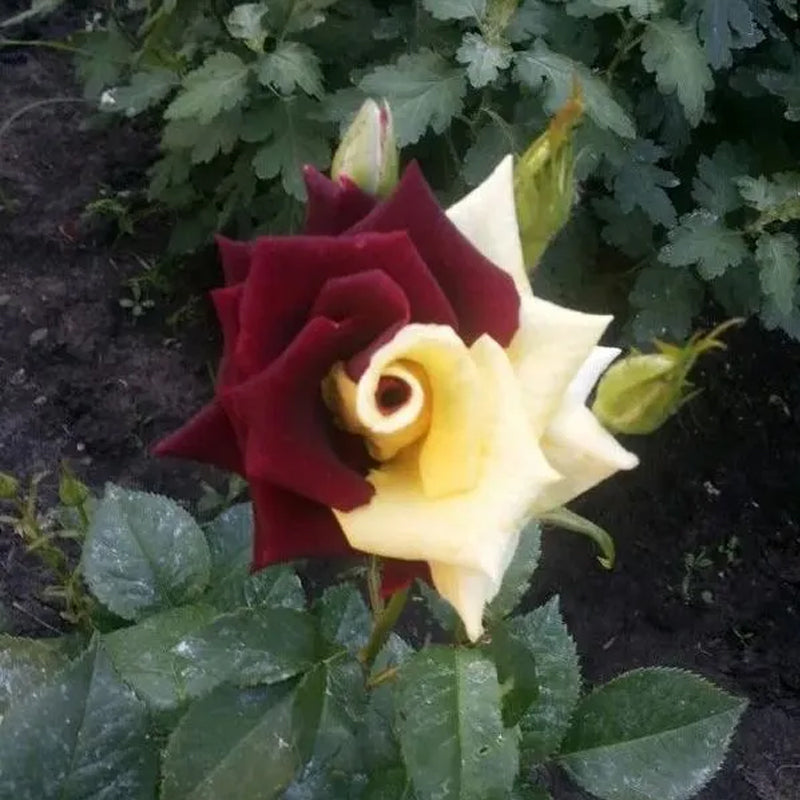 Semillas de rosa rara gemela roja y amarilla