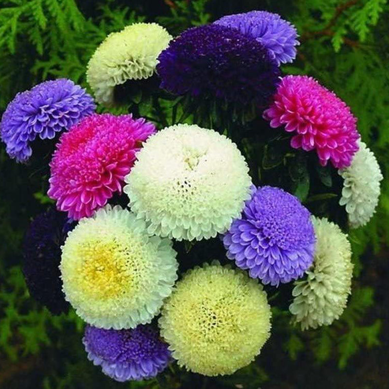 Mezcla de peonías y asters para plantar