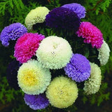 Mezcla de peonías y asters para plantar