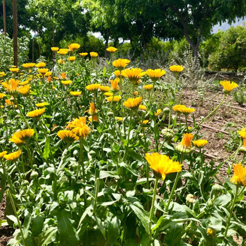 Resina de caléndula